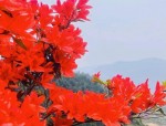 黄山乌牛早茶进入采摘期，千亩高山梯地茶园春意盎然