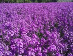 2024 上海（国际）花展：以花‘汇’，让上海更美丽，全城繁花似锦等你来