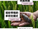 虾稻米特色与生态种养模式探秘：稻虾共作下的美味与健康