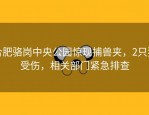 合肥骆岗中央公园惊现捕兽夹，2只狗受伤，相关部门紧急排查